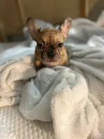 Lola, a female French Bulldog for sale in Haines City, FL – Photo 6 of 10