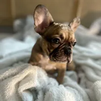 Lola, a female French Bulldog for sale in Haines City, FL – Photo 4 of 10