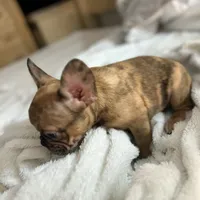 Lola, a female French Bulldog for sale in Haines City, FL – Photo 10 of 10