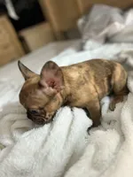 Lola, a female French Bulldog for sale in Haines City, FL – Photo 10 of 10