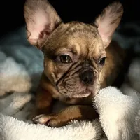 Lola, a female French Bulldog for sale in Haines City, FL – Photo 7 of 10