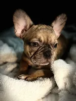 Lola, a female French Bulldog for sale in Haines City, FL – Photo 7 of 10