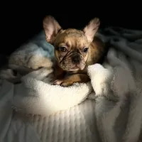 Lola, a female French Bulldog for sale in Haines City, FL – Photo 8 of 10