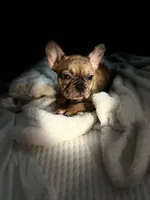 Lola, a female French Bulldog for sale in Haines City, FL – Photo 8 of 10