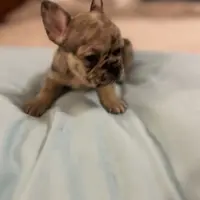 Cameo, a female French Bulldog for sale in Haines City, FL – Photo 5 of 6