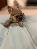 Cameo, a female French Bulldog for sale in Haines City, FL – Photo 5 of 6