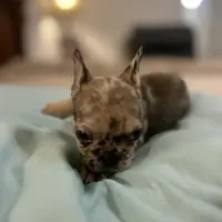 Cameo, a female French Bulldog for sale in Haines City, FL – Photo 6 of 6