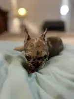 Cameo, a female French Bulldog for sale in Haines City, FL – Photo 6 of 6