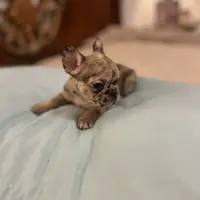 Cameo, a female French Bulldog for sale in Haines City, FL – Photo 3 of 6