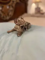 Cameo, a female French Bulldog for sale in Haines City, FL – Photo 3 of 6