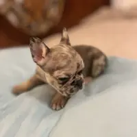 Cameo, a female French Bulldog for sale in Haines City, FL – Photo 2 of 6