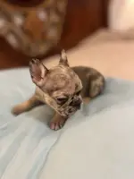 Cameo, a female French Bulldog for sale in Haines City, FL – Photo 2 of 6