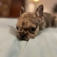 Cameo, a female French Bulldog for sale in Haines City, FL – Photo 1 of 6