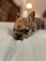 Cameo, a female French Bulldog for sale in Haines City, FL – Photo 1 of 6