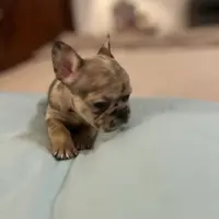 Cameo, a female French Bulldog for sale in Haines City, FL – Photo 4 of 6