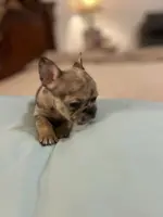 Cameo, a female French Bulldog for sale in Haines City, FL – Photo 4 of 6