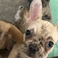 Cyborg, a female French Bulldog for sale in Haines City, FL – Photo 2 of 7