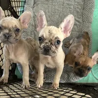 Cyborg, a female French Bulldog for sale in Haines City, FL – Photo 4 of 7