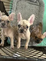 Cyborg, a female French Bulldog for sale in Haines City, FL – Photo 4 of 7