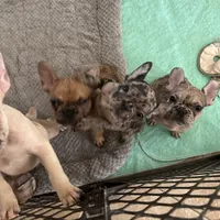 Cyborg, a female French Bulldog for sale in Haines City, FL – Photo 5 of 7