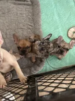 Cyborg, a female French Bulldog for sale in Haines City, FL – Photo 5 of 7