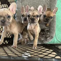 Cyborg, a female French Bulldog for sale in Haines City, FL – Photo 7 of 7