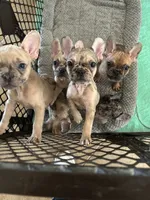 Cyborg, a female French Bulldog for sale in Haines City, FL – Photo 7 of 7