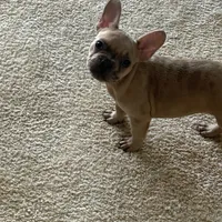 Cyborg, a female French Bulldog for sale in Haines City, FL – Photo 6 of 7