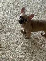 Cyborg, a female French Bulldog for sale in Haines City, FL – Photo 6 of 7