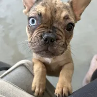 Cyborg, a female French Bulldog for sale in Haines City, FL – Photo 1 of 7