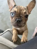 Cyborg, a female French Bulldog for sale in Haines City, FL – Photo 1 of 7