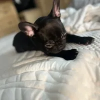 Sherry, a female French Bulldog for sale in Haines City, FL – Photo 7 of 9