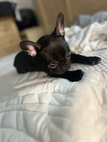 Sherry, a female French Bulldog for sale in Haines City, FL – Photo 7 of 9