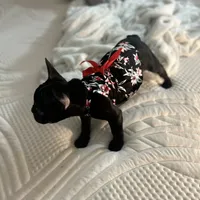 Sherry, a female French Bulldog for sale in Haines City, FL – Photo 8 of 9