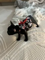 Sherry, a female French Bulldog for sale in Haines City, FL – Photo 8 of 9