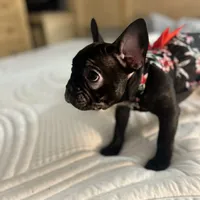 Sherry, a female French Bulldog for sale in Haines City, FL – Photo 2 of 9