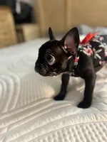 Sherry, a female French Bulldog for sale in Haines City, FL – Photo 2 of 9