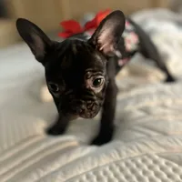 Sherry, a female French Bulldog for sale in Haines City, FL – Photo 3 of 9