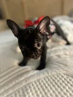 Sherry, a female French Bulldog for sale in Haines City, FL – Photo 3 of 9