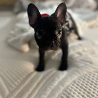 Sherry, a female French Bulldog for sale in Haines City, FL – Photo 5 of 9