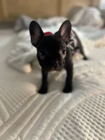 Sherry, a female French Bulldog for sale in Haines City, FL – Photo 5 of 9