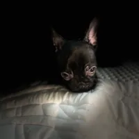 Sherry, a female French Bulldog for sale in Haines City, FL – Photo 4 of 9