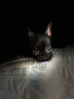 Sherry, a female French Bulldog for sale in Haines City, FL – Photo 4 of 9