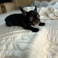 Sherry, a female French Bulldog for sale in Haines City, FL – Photo 1 of 9