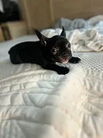 Sherry, a female French Bulldog for sale in Haines City, FL – Photo 1 of 9