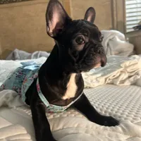 Sherry, a female French Bulldog for sale in Haines City, FL – Photo 9 of 9