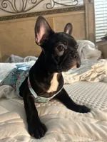 Sherry, a female French Bulldog for sale in Haines City, FL – Photo 9 of 9