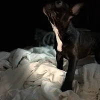 Sherry, a female French Bulldog for sale in Haines City, FL – Photo 6 of 9