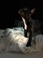 Sherry, a female French Bulldog for sale in Haines City, FL – Photo 6 of 9