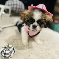 Pixie, a female Shih Tzu for sale in Haines City, FL – Photo 6 of 10